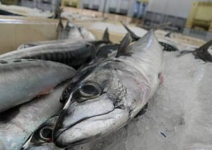 BERDELA GETARIAKO KOFRADIAN