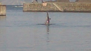 IMG-20130511-WA0001