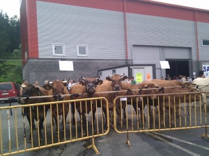 ETXEARRIKO_GANADU_AZOKA_20