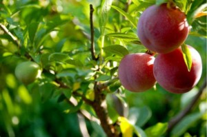 Fruta arbola bat