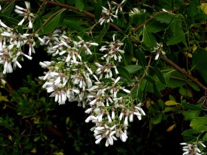 Baccharis Halimifolia landarea