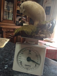 Ia kiloa pisatzen duen onddoa. Argazkia: Goreti Serrano.
