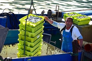 Nuestro padre Tonino ontziko marinelak sardina deskargatzen