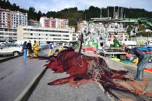Ondarroako portuaren itxura, gaur goizean
