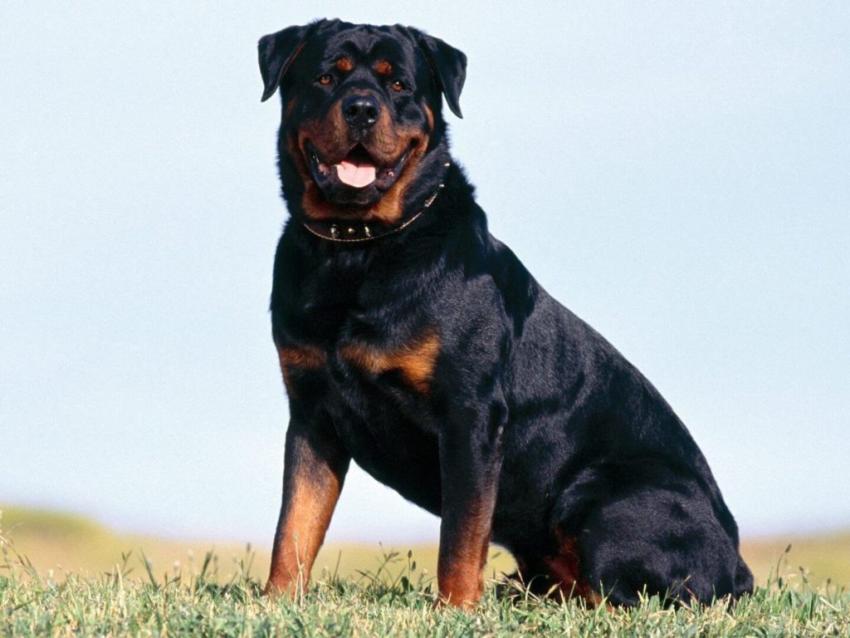 Rottweiler arrazako txakur bat. Argazkia: mascotafiel.com