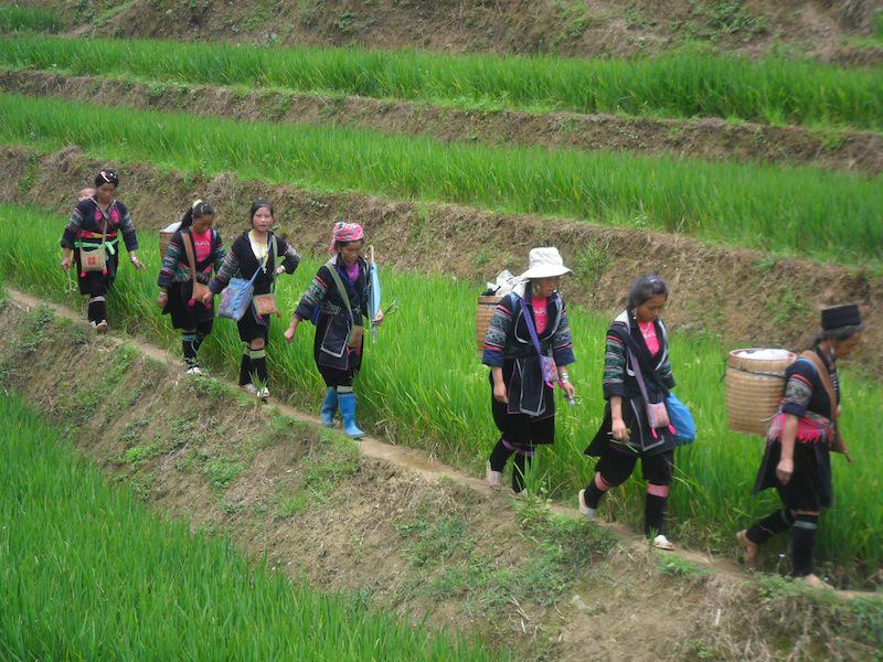 Vietnameko arroz-zelaiak.