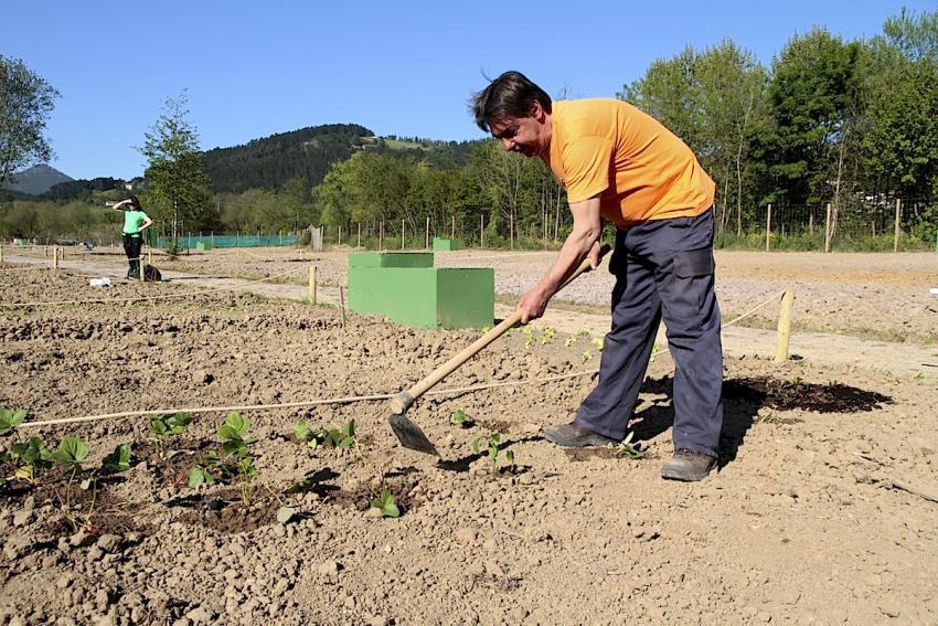 Ortu ekologiko baten uzta landatzen