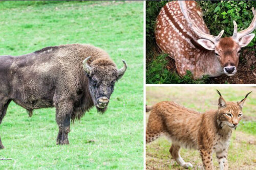 BASONDOrako SARRERAK