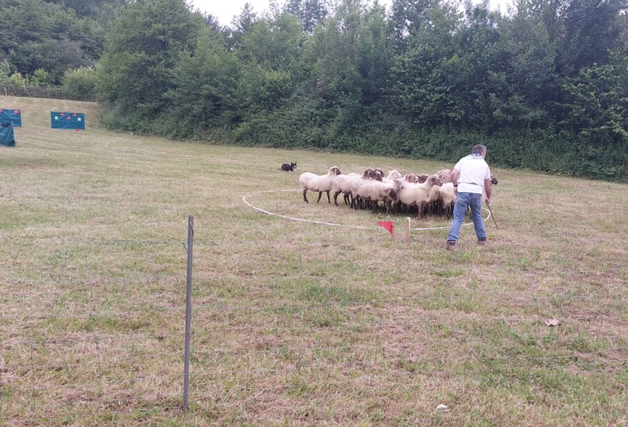 Etxebarriko Ganadu Azokako I. Artzain Txakur Lehiaketa. Argazkia: Etxebarriko Udala.