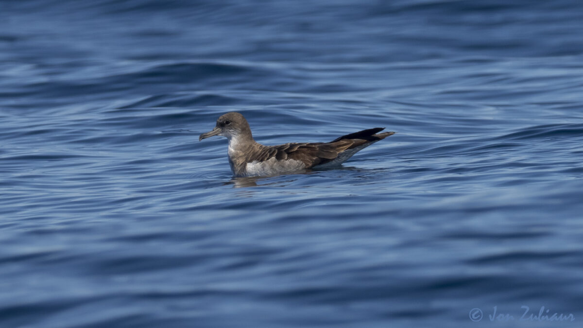 Cabo Verde hegaztia pausatuta