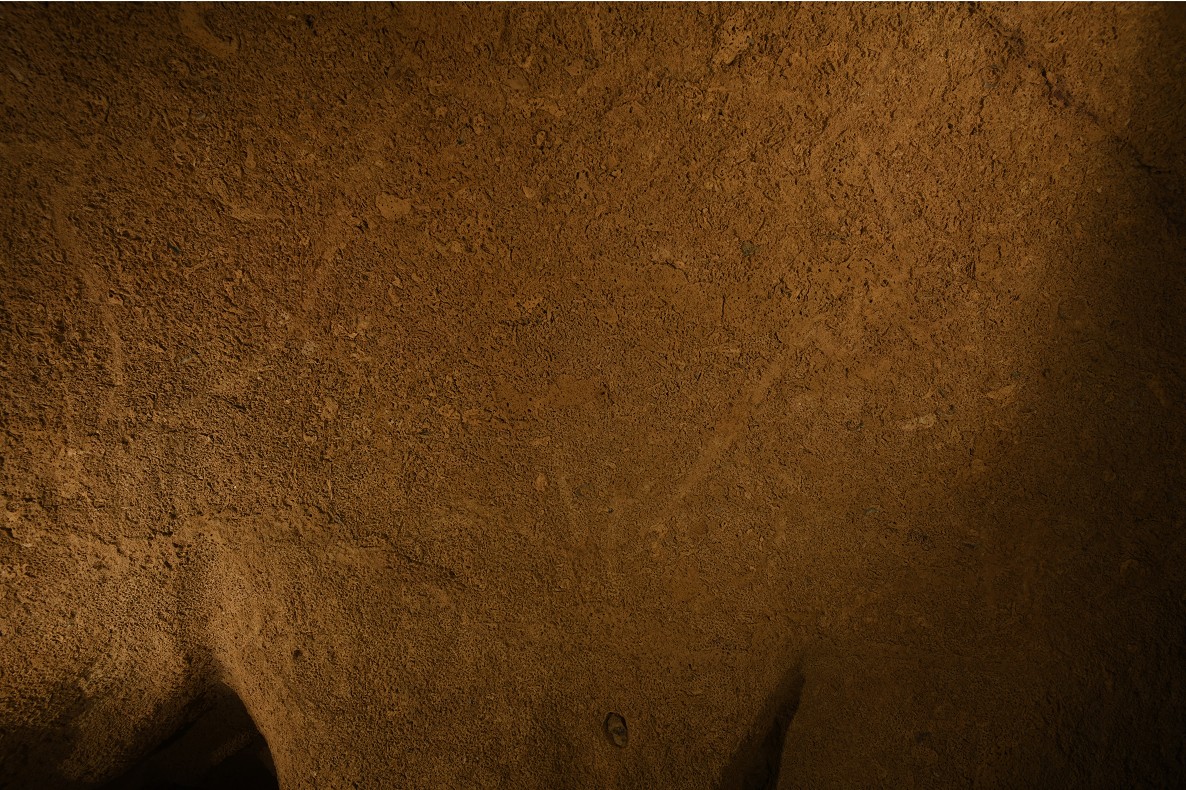 Bisontea (Armintxe ikerketa taldea, A. Torres)