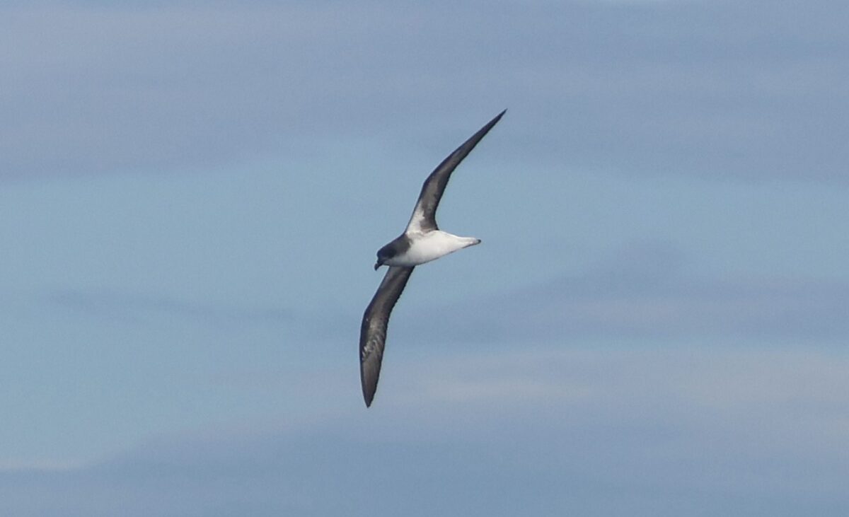 Desertaseko brai Pterodroma deserta hegaztia