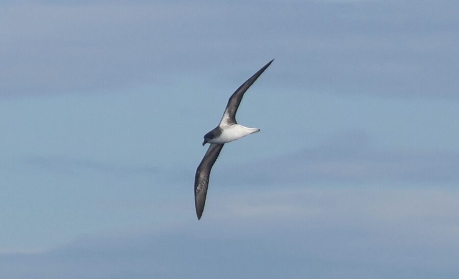 Desertaseko brai Pterodroma deserta hegaztia