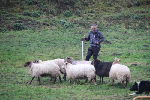 Barinagako San Anton jaiak.