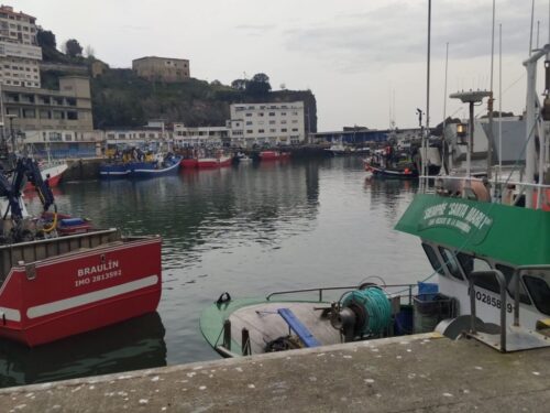 Lehenengo antxoak, Ondarroako portuan