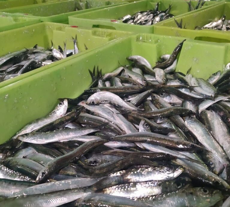 Lehenengo antxoak, Ondarroako portuan